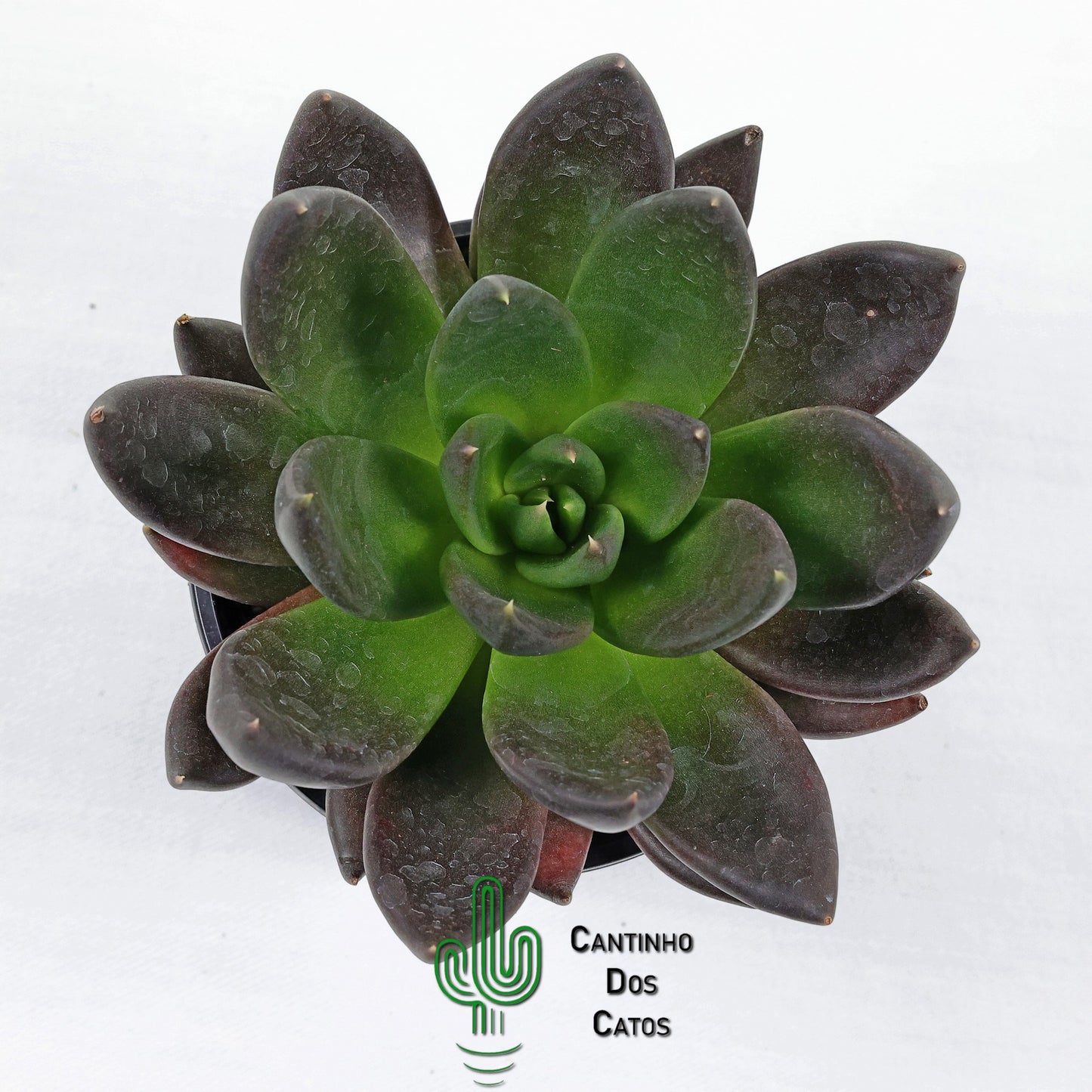 Echeveria Affinis
