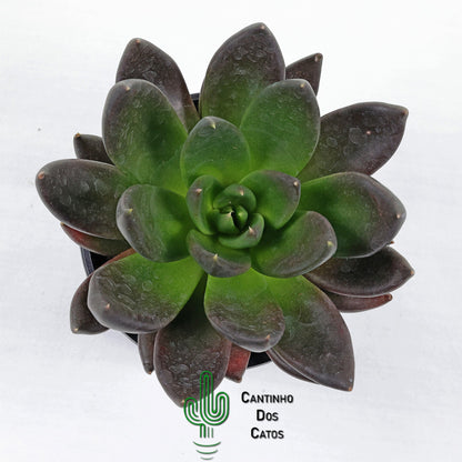 Echeveria Affinis