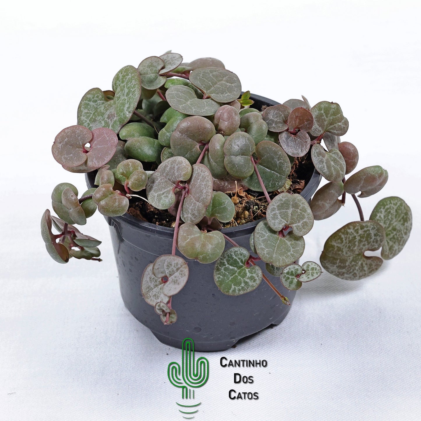 Ceropegia Woodii