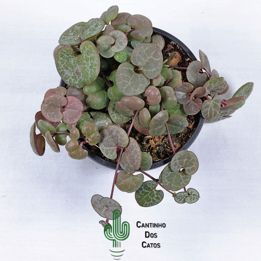 Ceropegia Woodii
