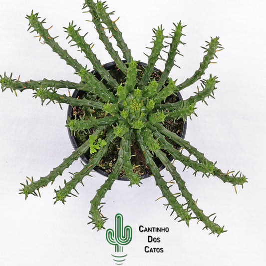 Euphorbia Flanaganii