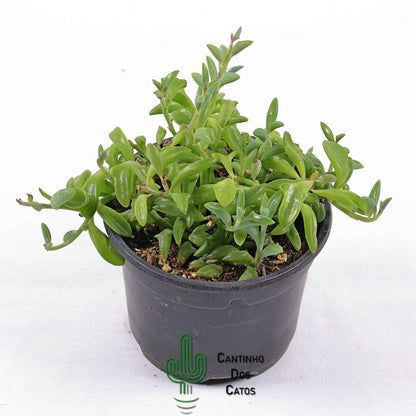 Senecio Peregrinus "Colar de Golfinhos"