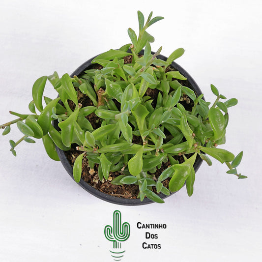 Senecio Peregrinus "Colar de Golfinhos"