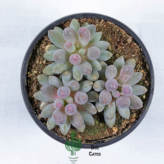 Pachyphytum Macho