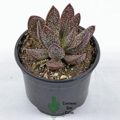Adromischus Trigynus Calico Hearts