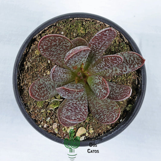 Adromischus Trigynus Calico Hearts