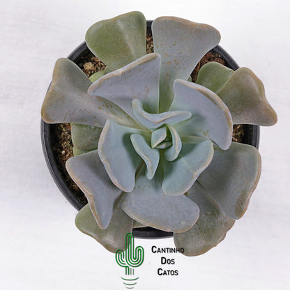 Echeveria Cubic Frost