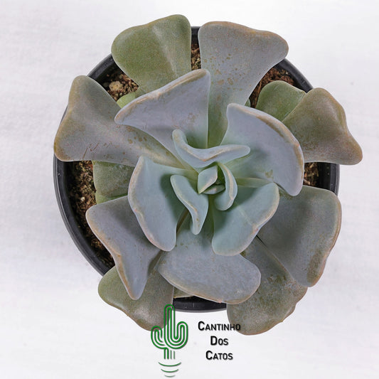 Echeveria Cubic Frost