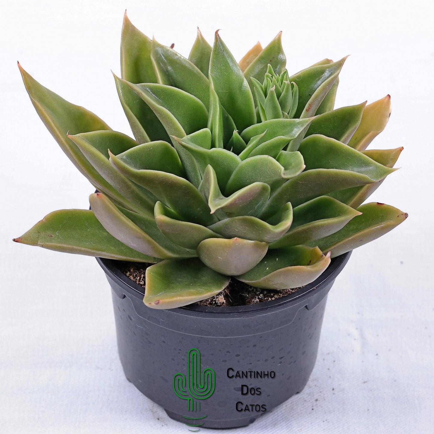 Echeveria Mexicano