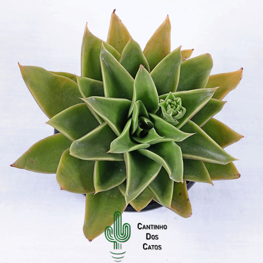 Echeveria Mexicano