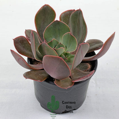 Echeveria Painted Frills