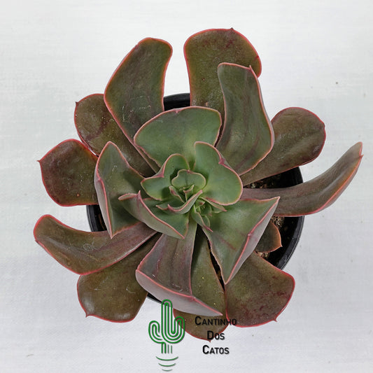 Echeveria Painted Frills