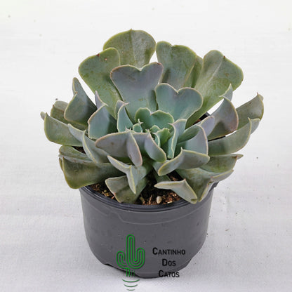 Echeveria 'Swan Lake'