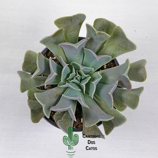 Echeveria 'Swan Lake'