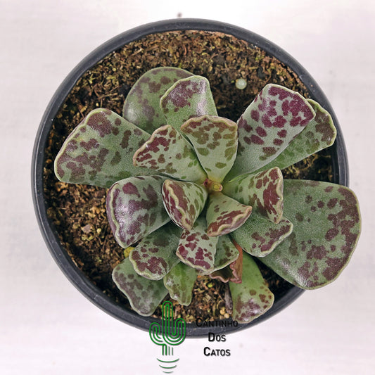 Adromischus Cooperi