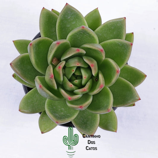 Echeveria Agavoides Prolifera