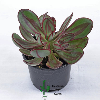 Echeveria Nodulosa