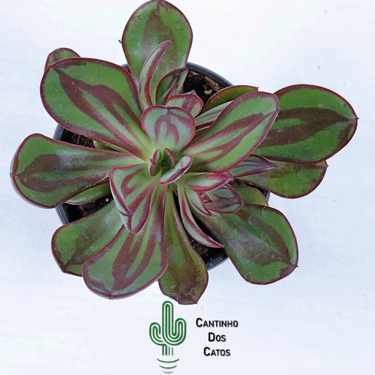 Echeveria Nodulosa