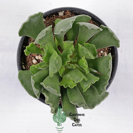 Adromischus Cristatus