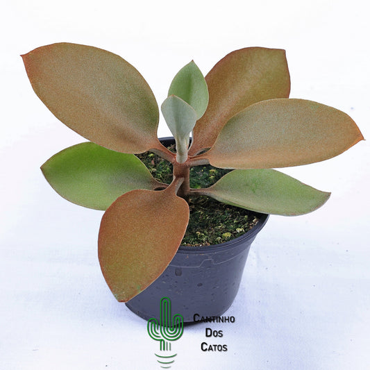 Kalanchoe Orgyalis "Colher de Cobre"