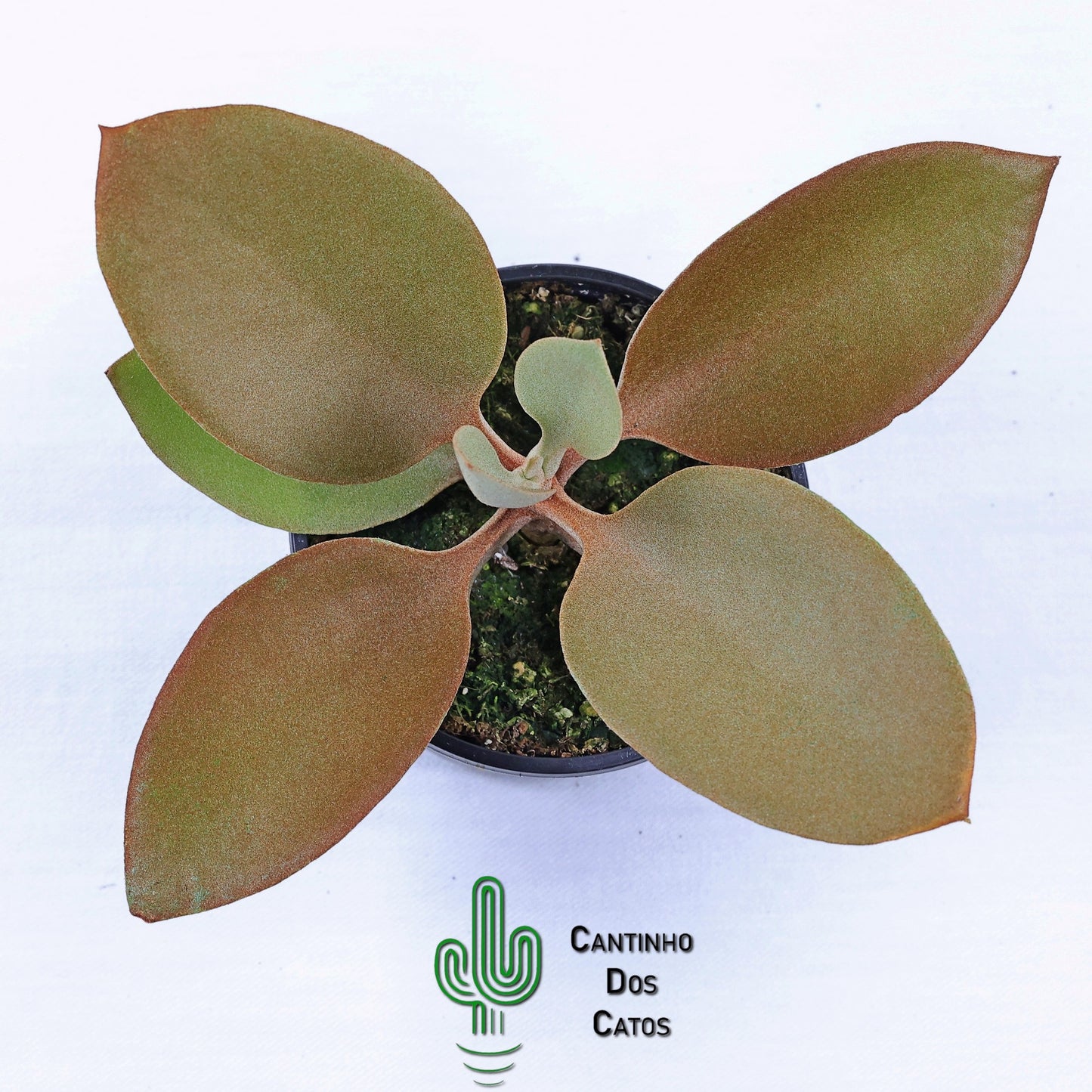 Kalanchoe Orgyalis "Colher de Cobre"