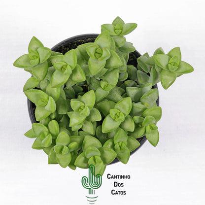 Crassula Rupestris 'Rosary Vine'