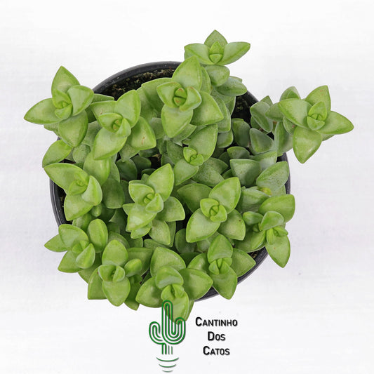 Crassula Rupestris 'Rosary Vine'