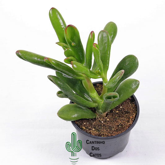 Crassula Ovata Gollum (orelha de shrek)