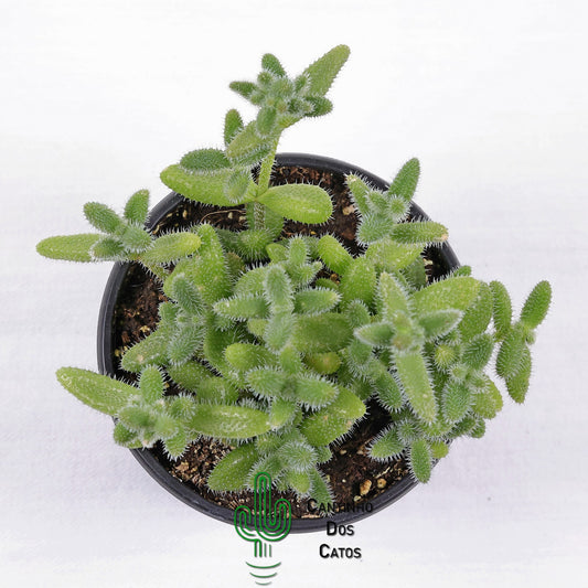 Delosperma Echinatum