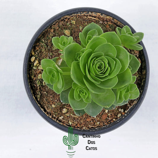 Aeonium Dodrantale (Greenovia dodrantalis)