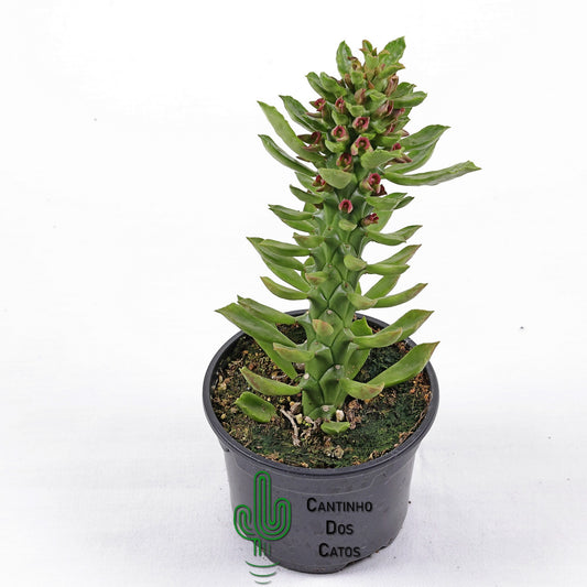 Euphorbia Guentheri "Monadenium Guentheri"
