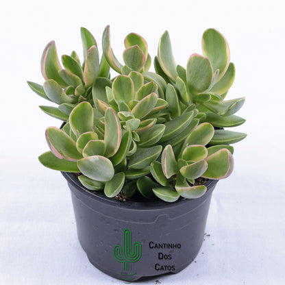 Crassula Nudicaulis var. Platyphylla Variegata