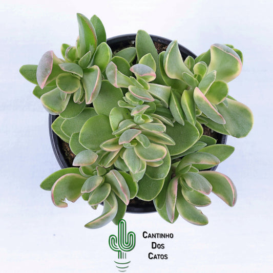 Crassula Nudicaulis var. Platyphylla Variegata