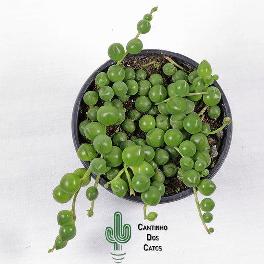 Senecio Rowleyanus "Colar de Pérolas"