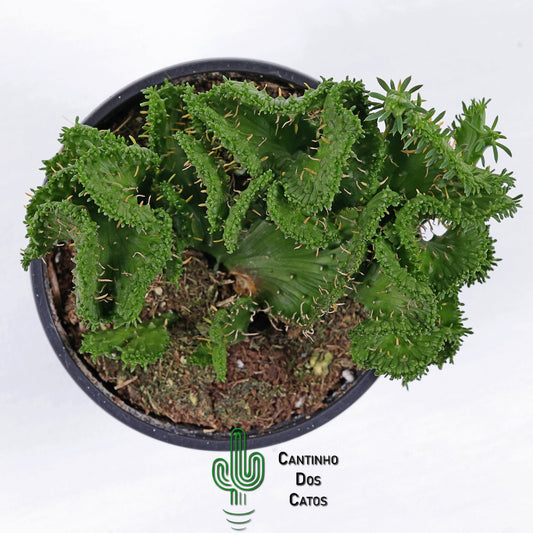 Euphorbia Flanaganii form. Cristata