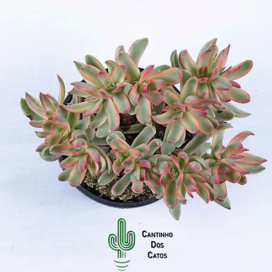 Crassula dejecta variegata