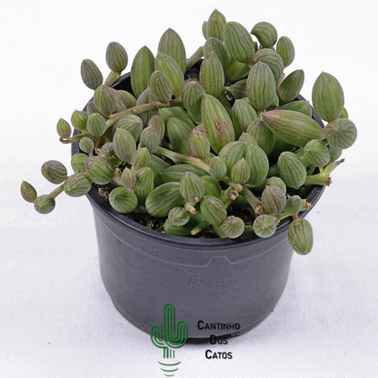 Senecio Herreianus "Colar de Melancia"