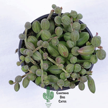 Senecio Herreianus "Colar de Melancia"