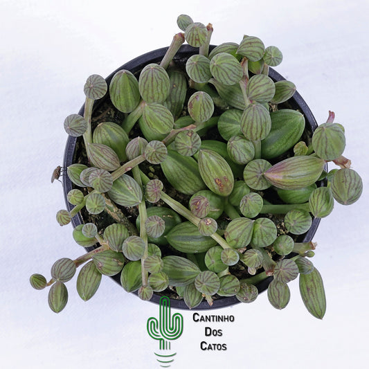 Senecio Herreianus "Colar de Melancia"
