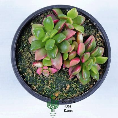Anacampseros Rufescens Variegata