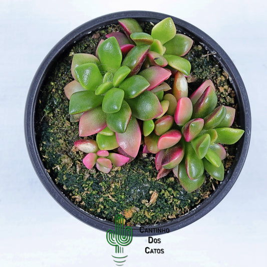 Anacampseros Rufescens Variegata