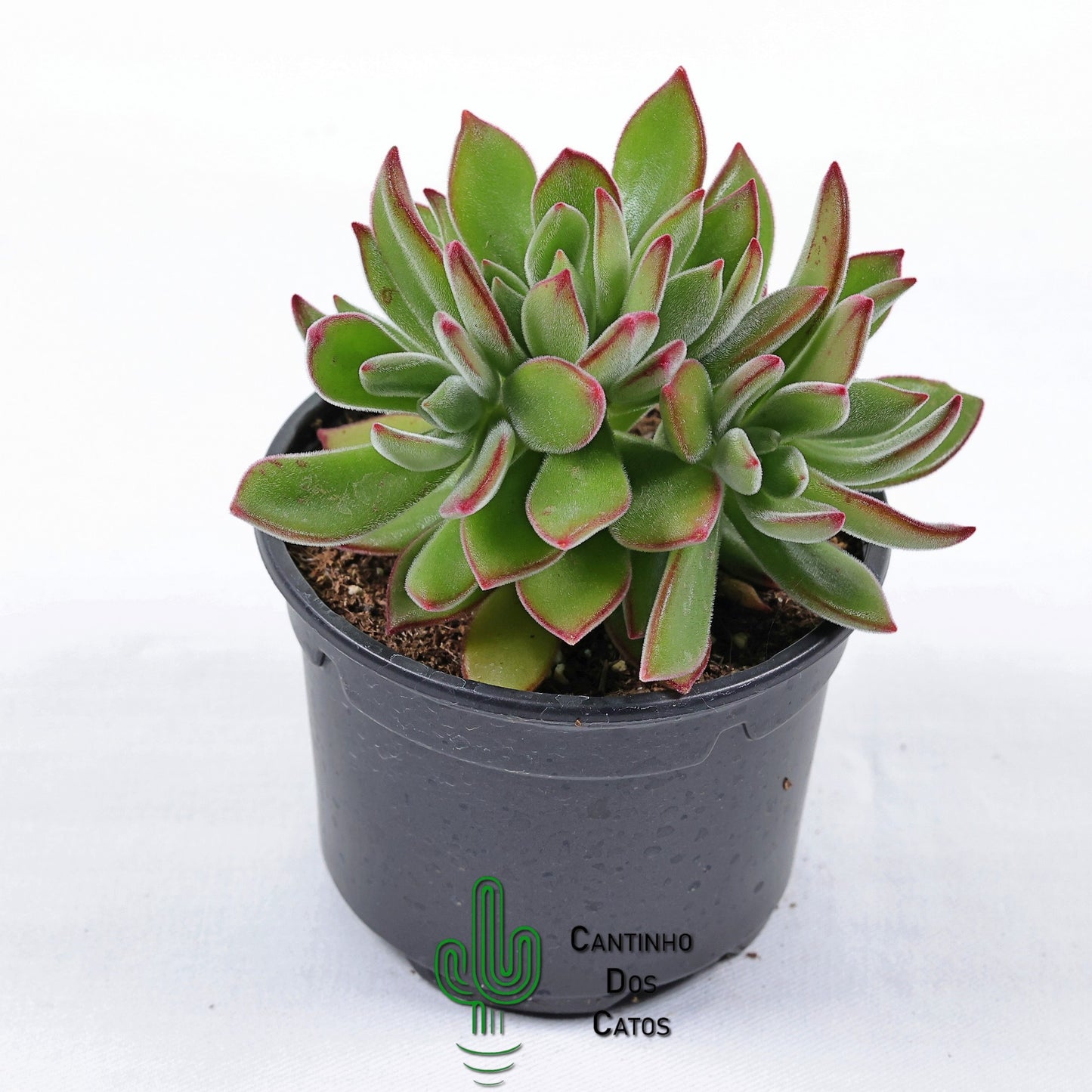 Echeveria Pulvinata Devotion