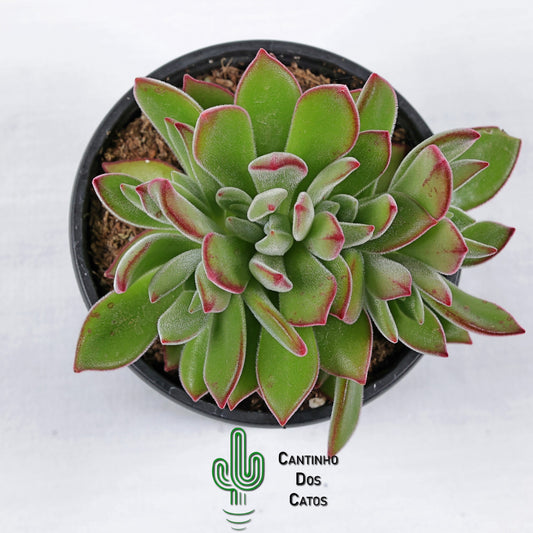 Echeveria Pulvinata Devotion
