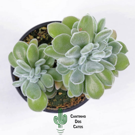 Echeveria Pulvinata 'Frosty' form. cristata