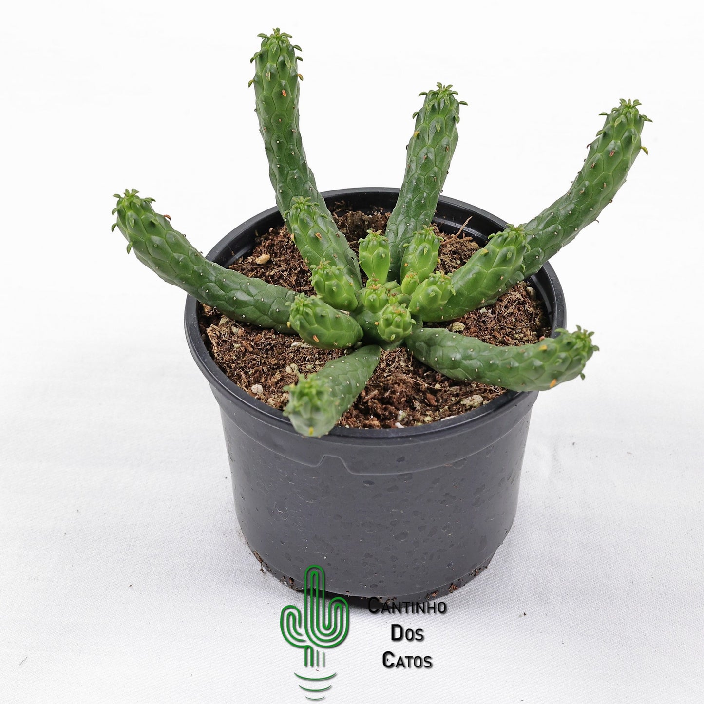Euphorbia Enermis
