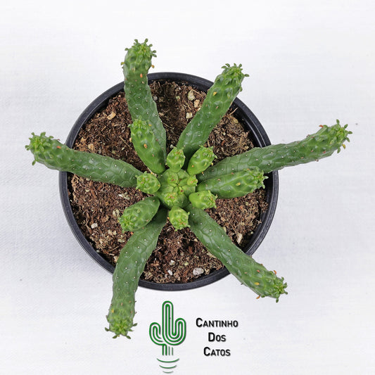 Euphorbia Enermis