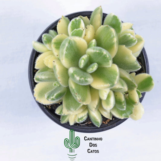 Cotyledon Tomentosa Variegata