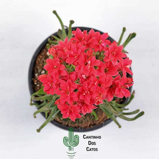 Kalanchoe Kewensis