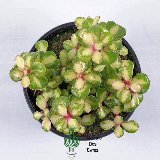 Portulacaria Afra Variegata