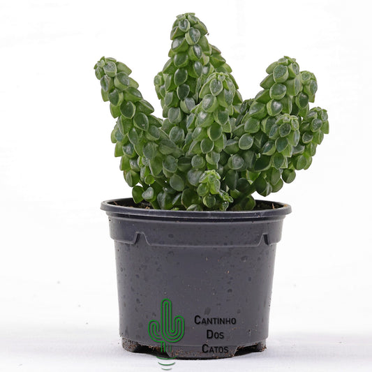 Peperomia Columella